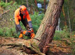 Best Seasonal Cleanup (Spring/Fall)  in Hallstead, PA